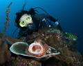   this scorpionfish tulamben doesnt mind posing photographers  